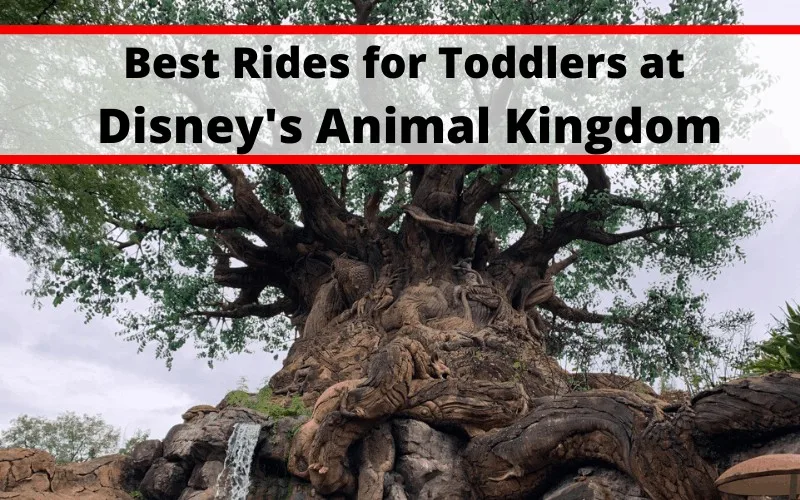 Best Rides for Toddlers at Disney's Animal Kingdom