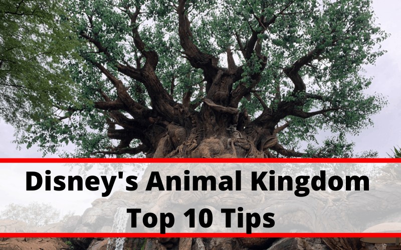Best Tips for Visiting Disney Animal Kingdom | Food to attractions, exclusive tours and vacation tips for families visiting Walt Disney World Animal Kingdom