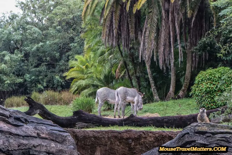 Best Tips for Visiting Disney Animal Kingdom | Food to attractions, exclusive tours and vacation tips for families visiting Walt Disney World Animal Kingdom