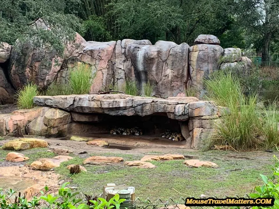 Best Rides for Toddlers at Disney's Animal Kingdom